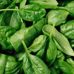 FDA Tarik Peredaran Bayam Organik Di AS Akibat Bakteri E. coli