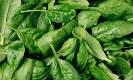 FDA Tarik Peredaran Bayam Organik Di AS Akibat Bakteri E. coli