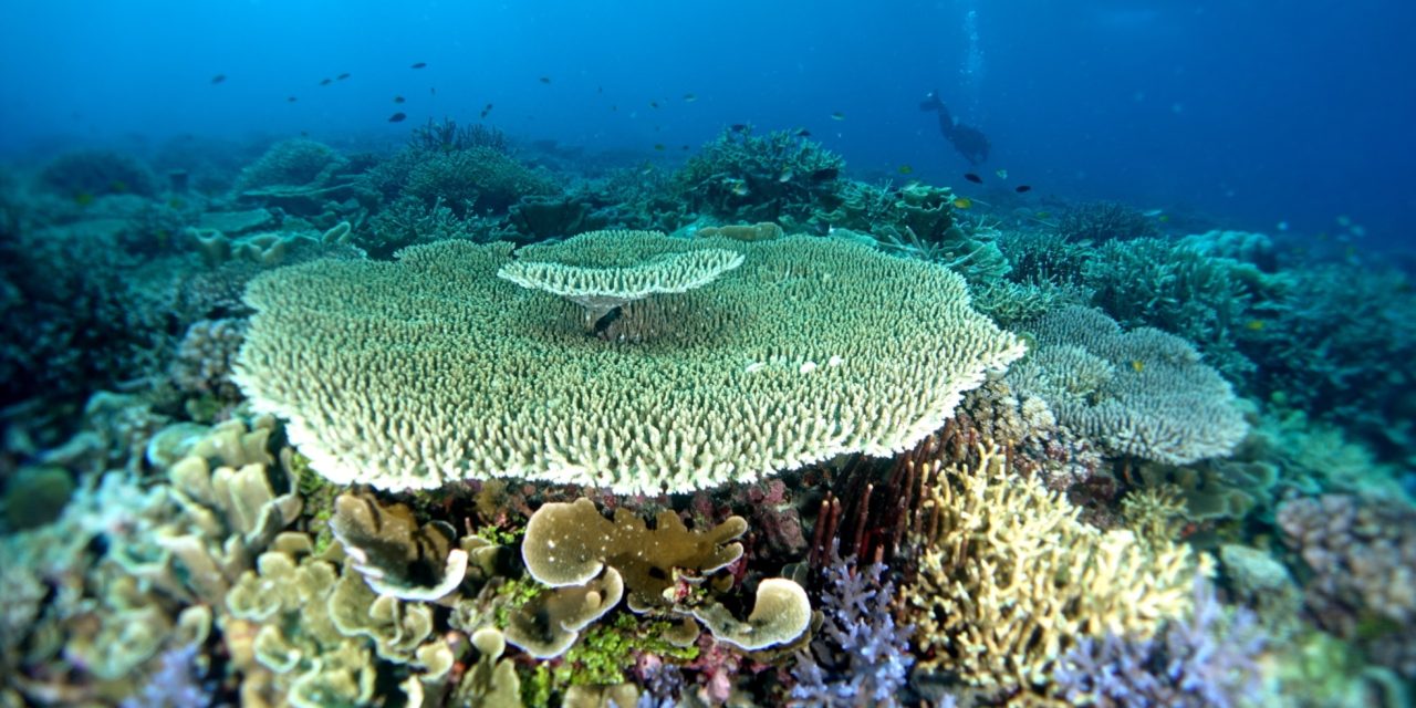 Maluku Utara Kini Ada Kawasan Konservasi Terumbu Karang Baru
