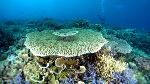 Maluku Utara Kini Ada Kawasan Konservasi Terumbu Karang Baru