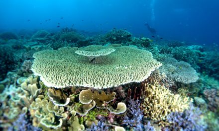 Maluku Utara Kini Ada Kawasan Konservasi Terumbu Karang Baru