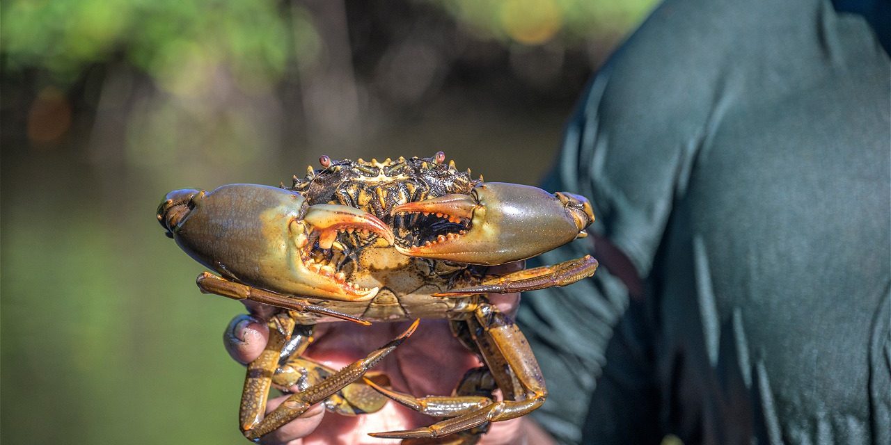 KKP Tetapkan Hutan Mangrove Lindung Demi Jaga Kepiting Bakau