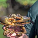 KKP Tetapkan Hutan Mangrove Lindung Demi Jaga Kepiting Bakau