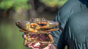 KKP Tetapkan Hutan Mangrove Lindung Demi Jaga Kepiting Bakau