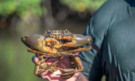 KKP Tetapkan Hutan Mangrove Lindung Demi Jaga Kepiting Bakau